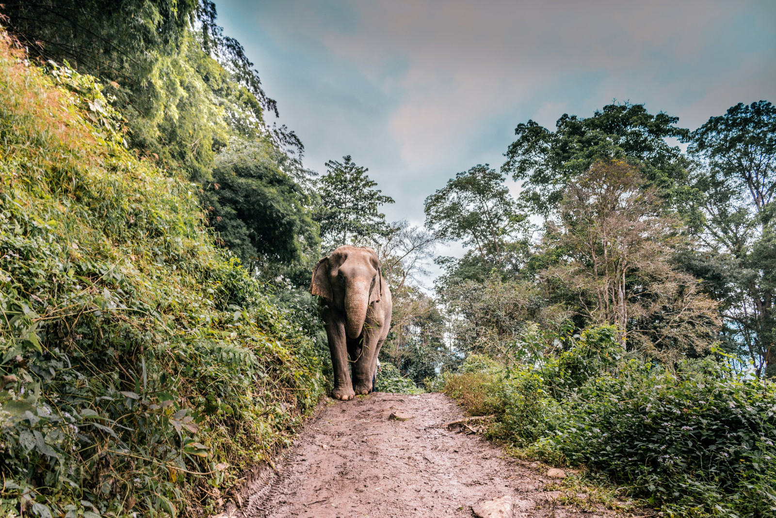 Elephant in a nature park in Chiang Mai, Thailand