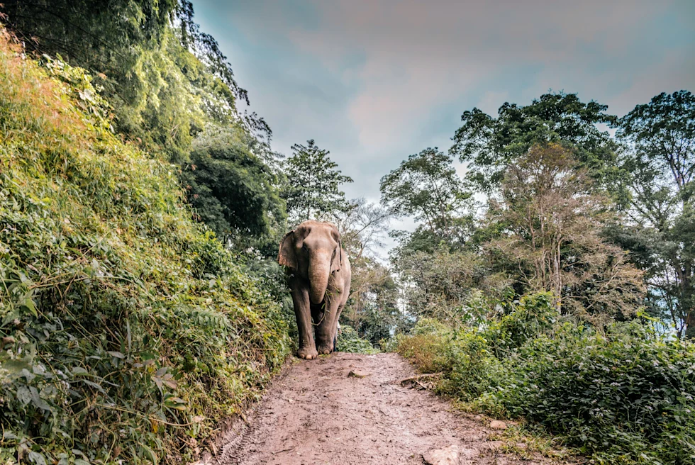 Elephant in a nature park in Chiang Mai, Thailand
