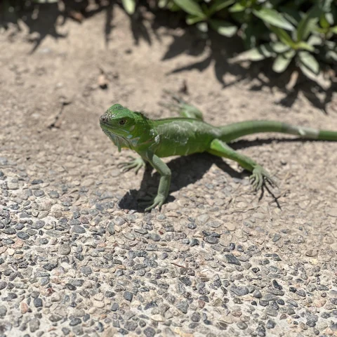 A green lizard. 