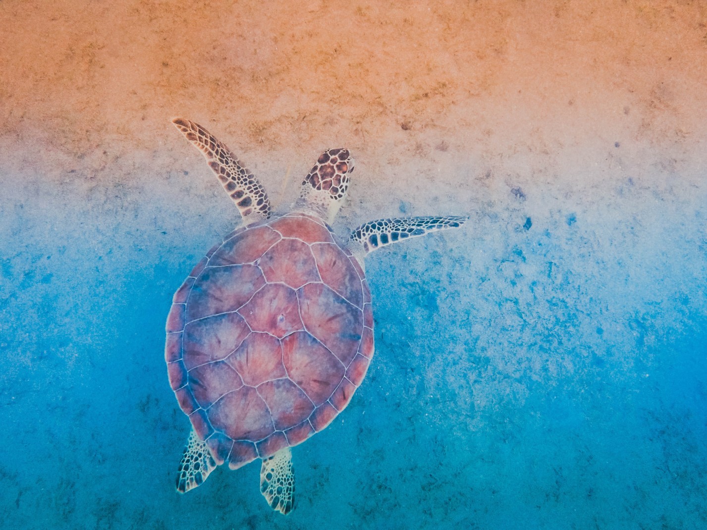 Turtle with red shell swims in blue waters along red sand beach