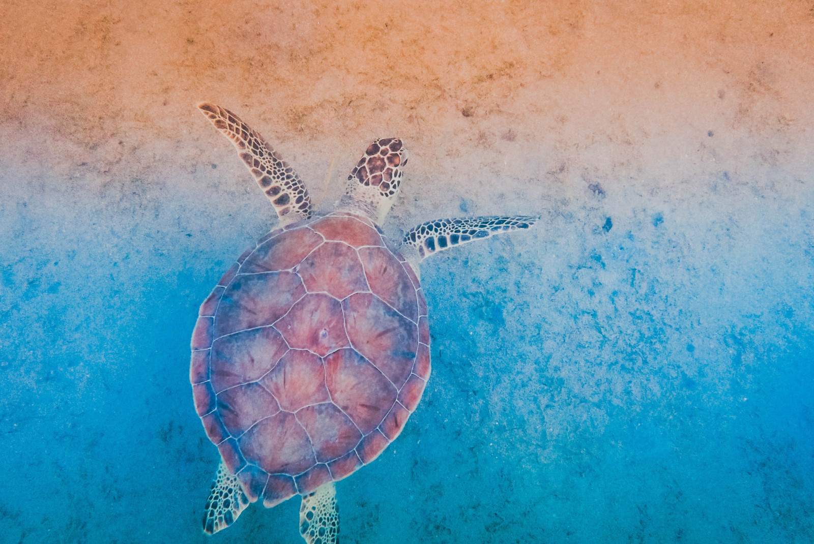 Turtle with red shell swims in blue waters along red sand beach