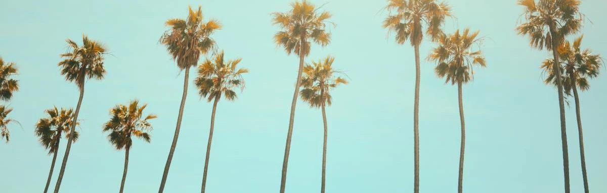 Tall palm trees over clear sky blue sky in Venice, CA.