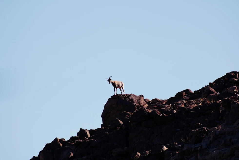 a goat stands on a cliff