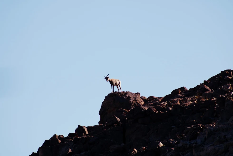 a goat stands on a cliff 