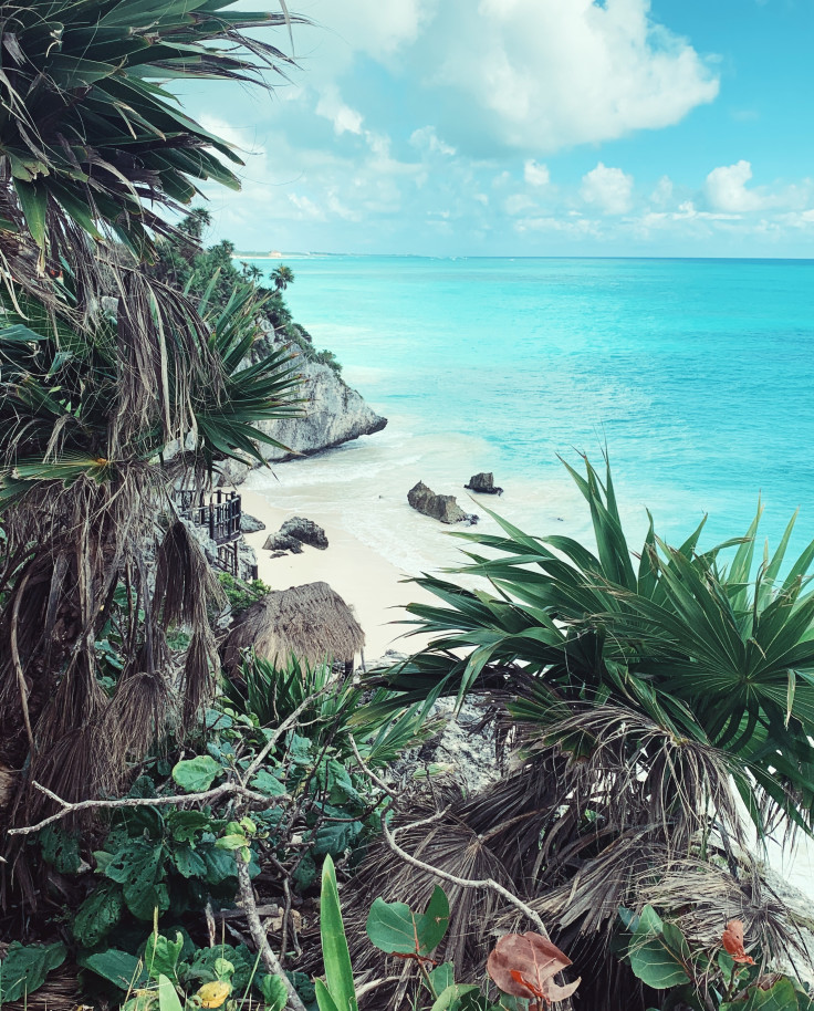 Green plants next to sand and ocean with clouds in the sky during daytime