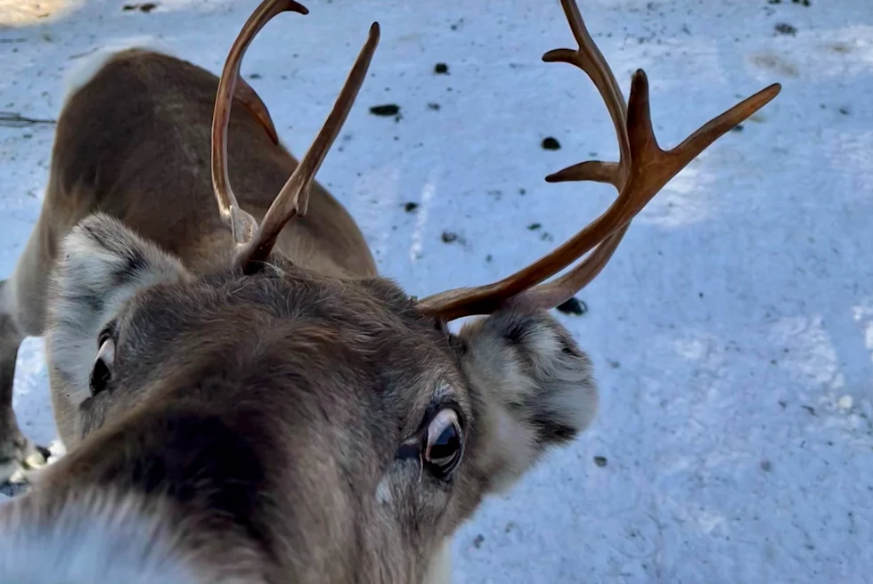 Raitola Reindeer & Husky Farm offers an authentic Lapland experience, allowing visitors to interact with reindeer and huskies while enjoying the serene Arctic landscape.