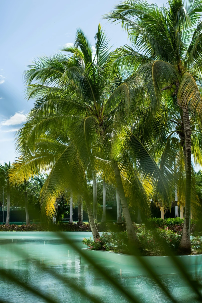 A picture of a pool surrounded by palm trees during daytime in the Maya Riviera Mexico.