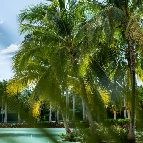 A picture of a pool surrounded by palm trees during daytime in the Maya Riviera Mexico.