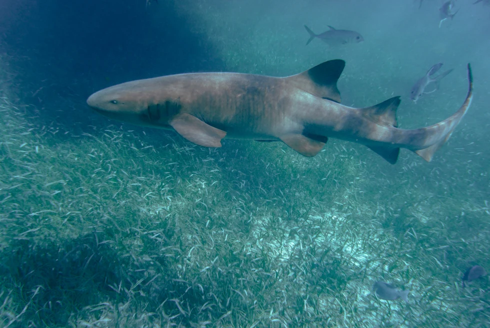 Shark swimming underwater in the Hol Chan marine reserve in Caye Caulker, Belize