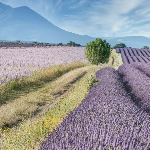 lavender fields with a mountain in the background