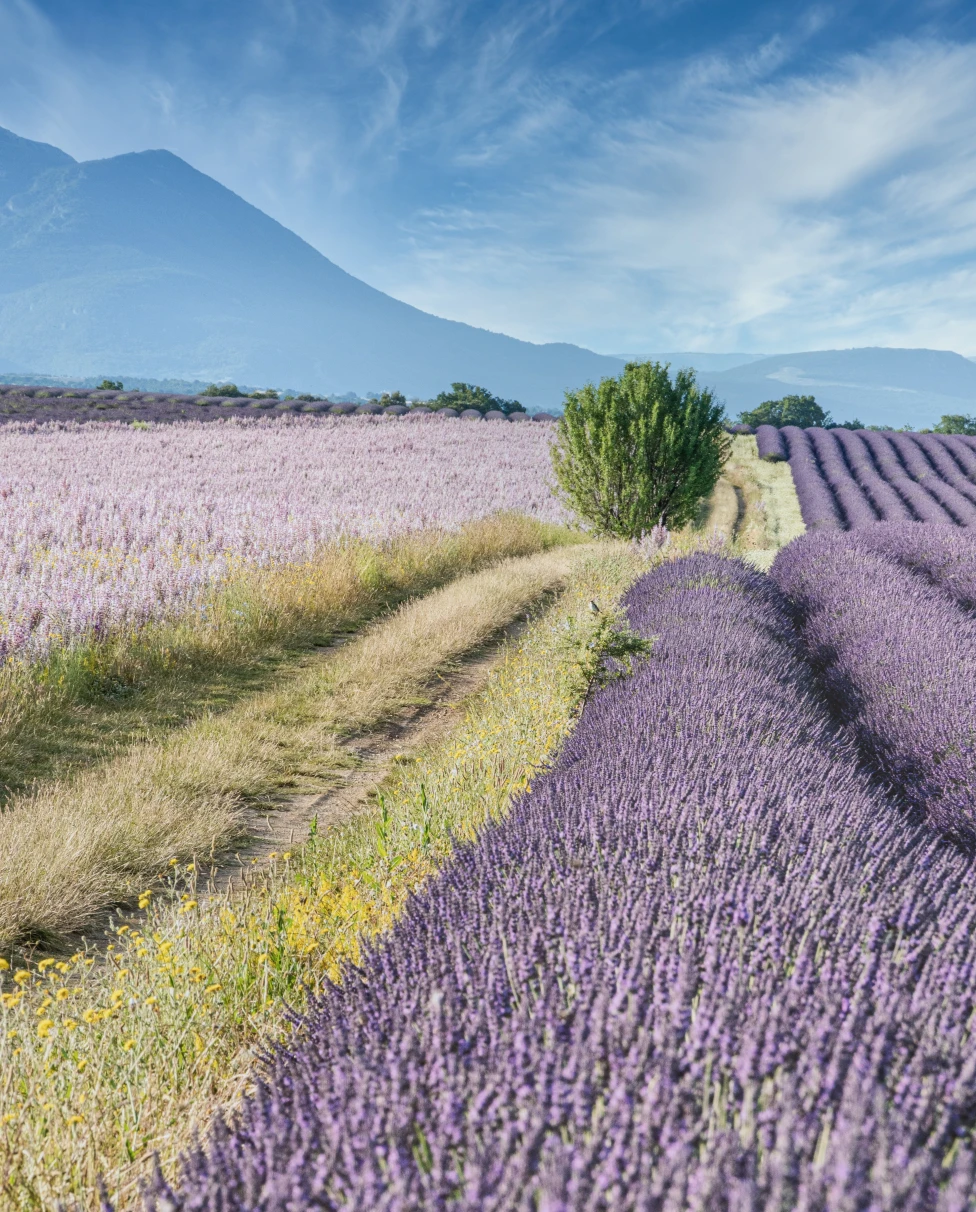 lavender fields with a mountain in the background