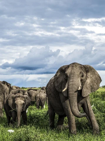 Elephants in herd is a lovely sight in one of Botswana's camp.