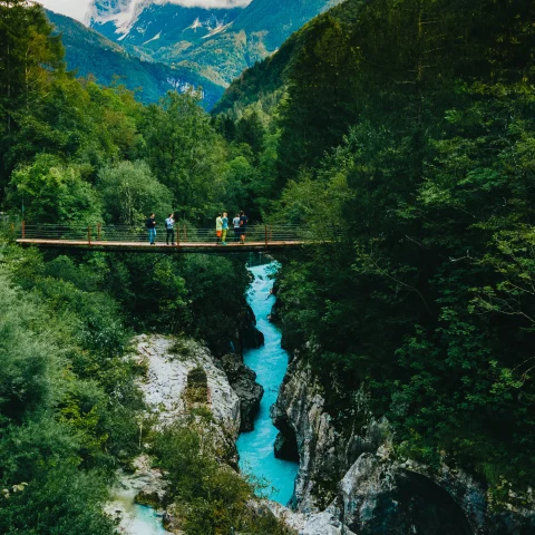 River surrounded by trees with a bridge crossing overhead during daytime