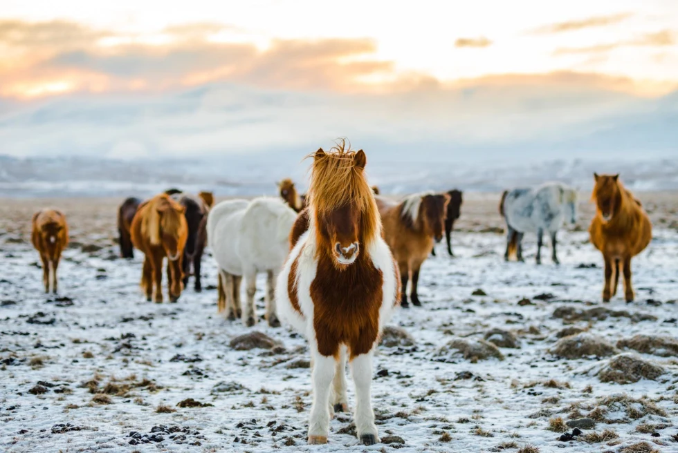 icelandic brown and white spotted horses stand on snow ground at sunset