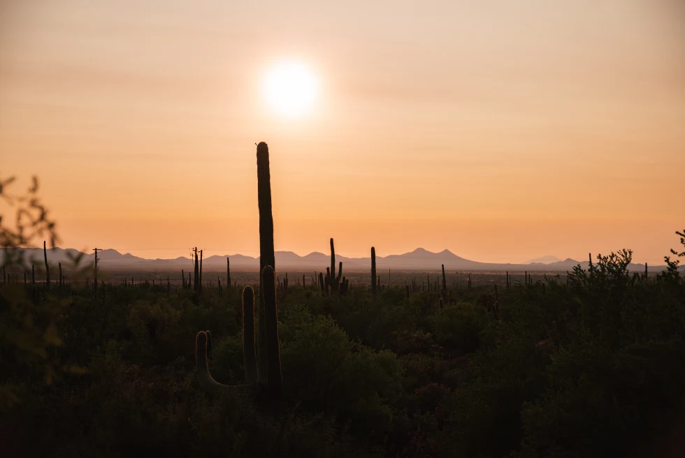 Cactus plants with sunset and mountains.