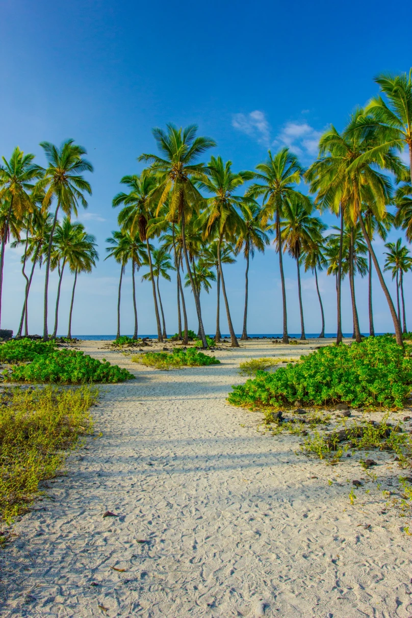 A picture of a sandy beach with palm trees in an Island of Hawaii travel guide.