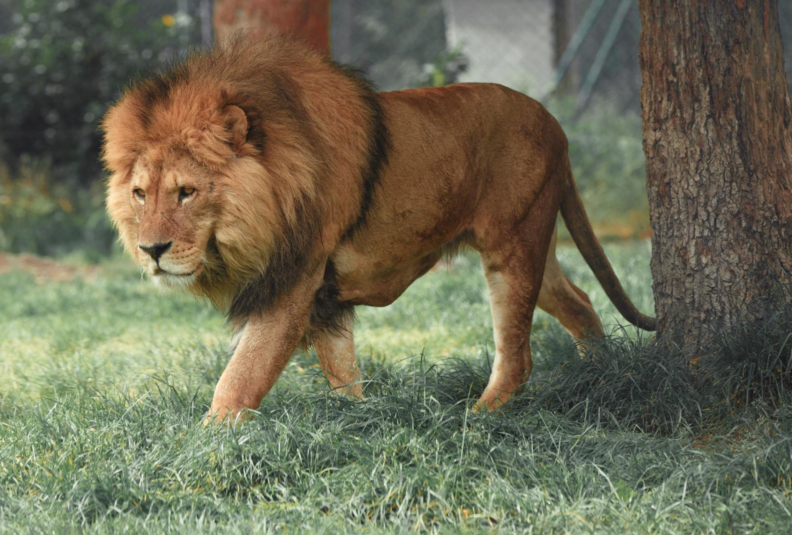 Male lion with long mane walking in grass on sunny day.