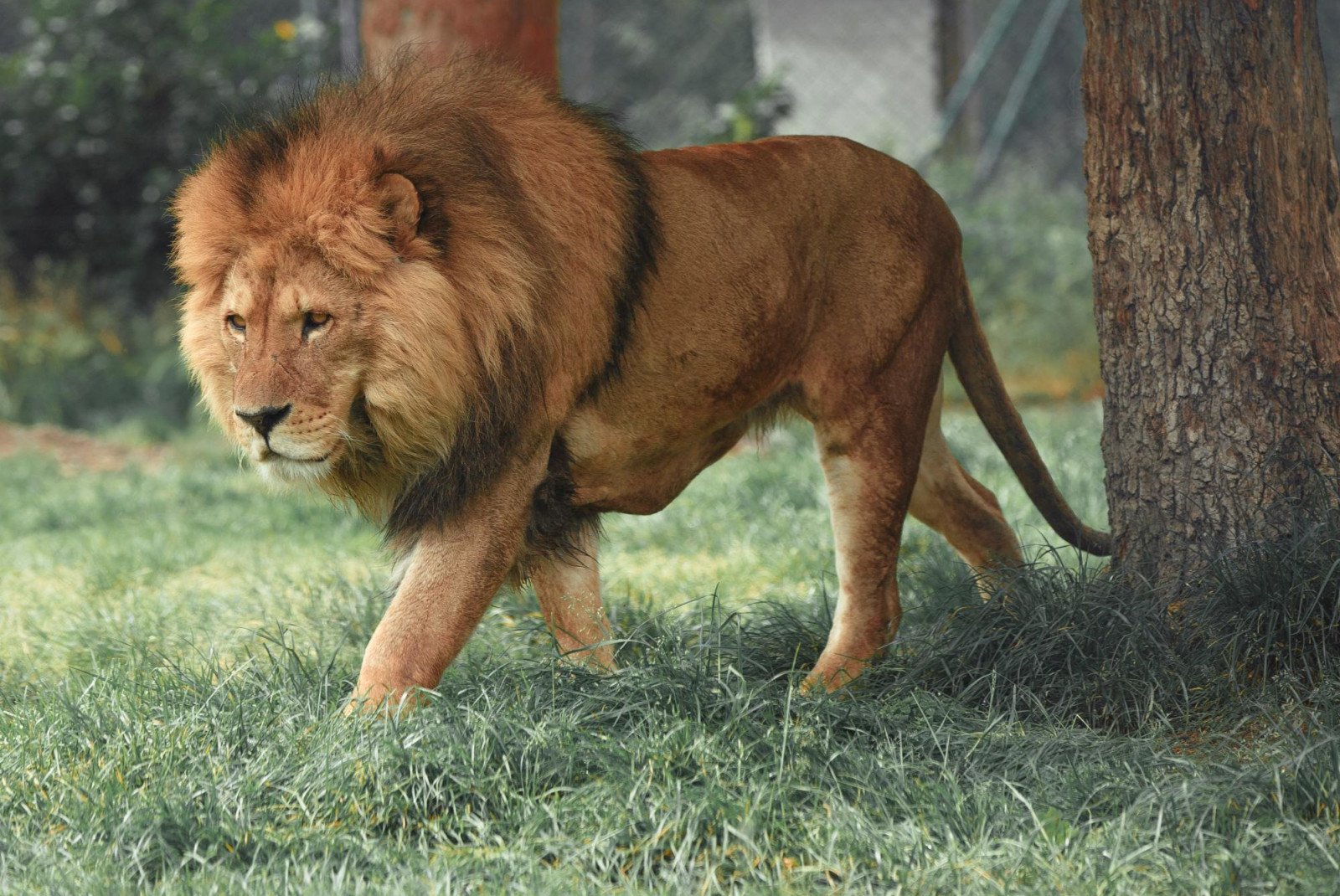 Male lion with long mane walking in grass on sunny day.