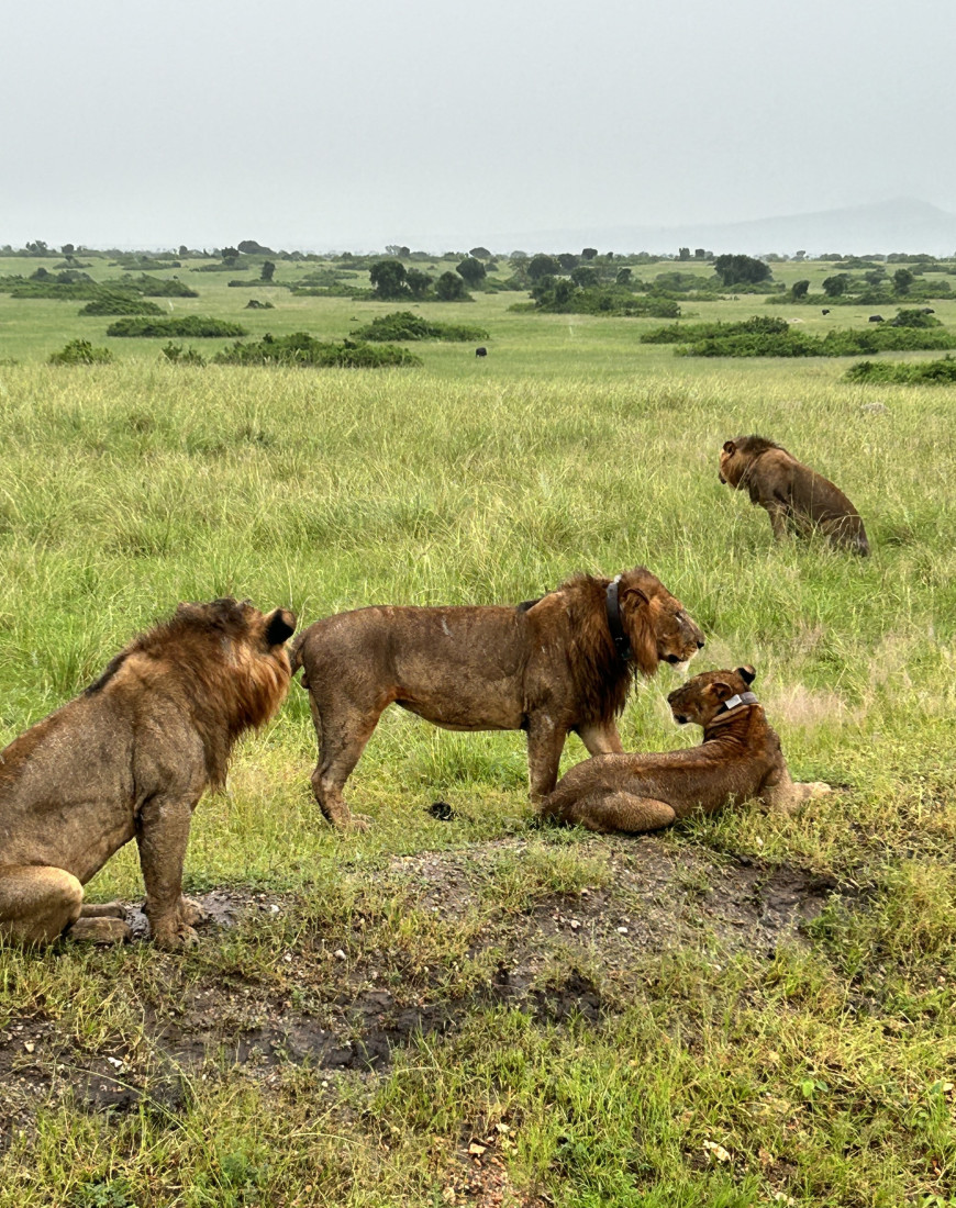 Lions View