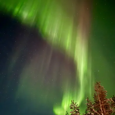 The Northern Lights is nature's mesmerizing light show painting the Arctic sky. Picture shows a green aurora borealis on a dark sky above trees.