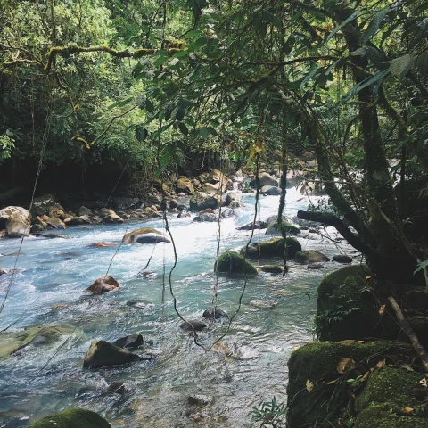 stream through jungle