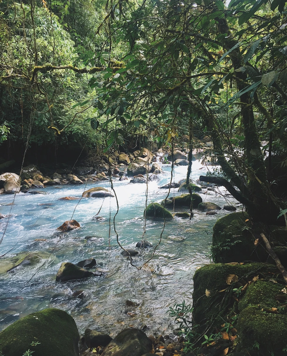 stream through jungle