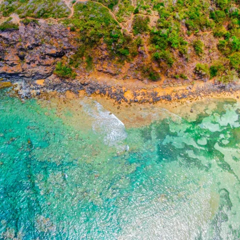 an aerial view of a beach and trees