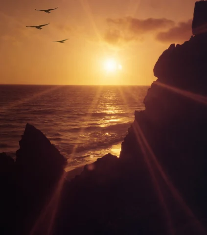 A picture of a view of a sunset on a rocky beach with birds and the ocean.
