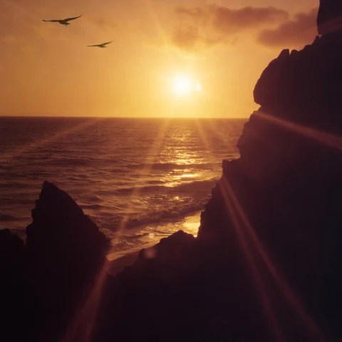 A picture of a view of a sunset on a rocky beach with birds and the ocean.