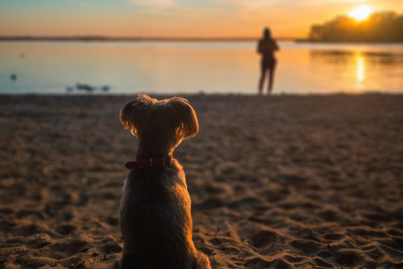 Dog sits on beach with person in the background as the sun sets