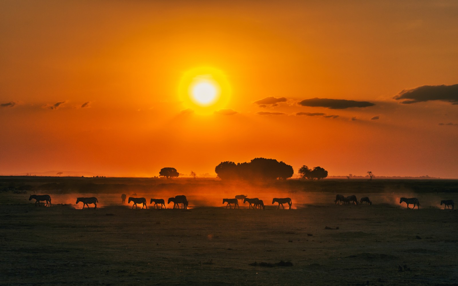 View of wildlife roaming under a golden sunset and orange sky in Kenya