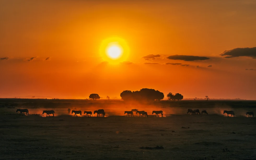 View of wildlife roaming under a golden sunset and orange sky in Kenya