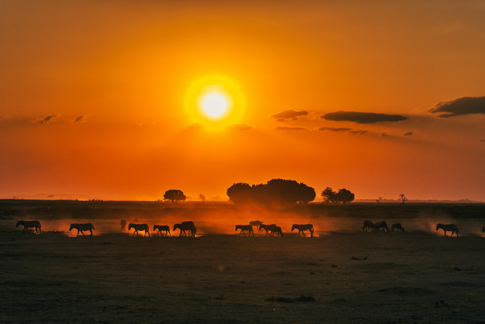 View of wildlife roaming under a golden sunset and orange sky in Kenya