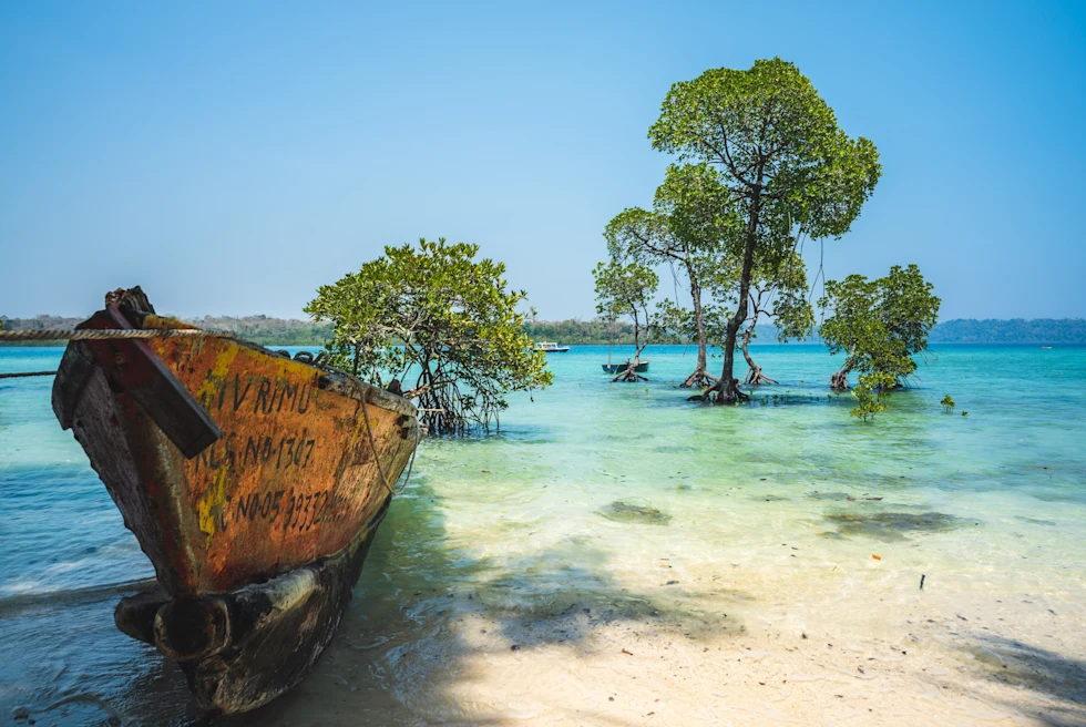 boat in the water next to mangrove trees during daytime