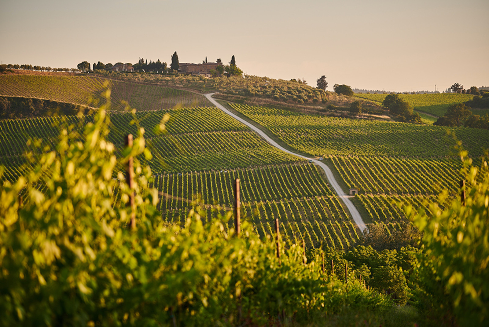 hills of green vineyards in los alamos california with yellow sun and a road 