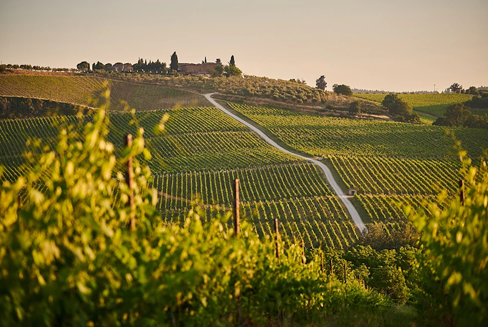 hills of green vineyards in los alamos california with yellow sun and a road