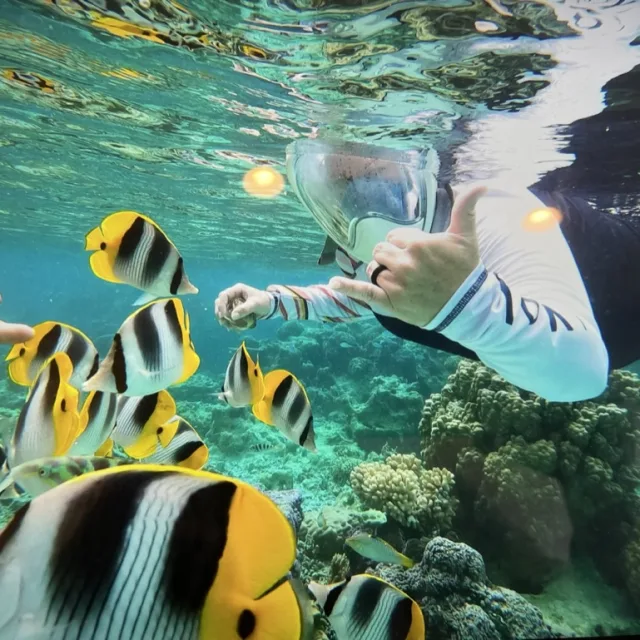Travel-Advisor Cat Barron snorkels amidst yellow and black striped fish in a coral reef