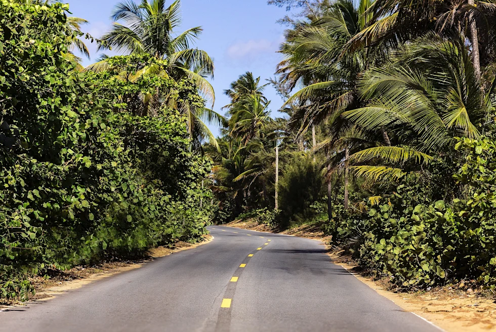 Road lined with trees with blue skies during daytime