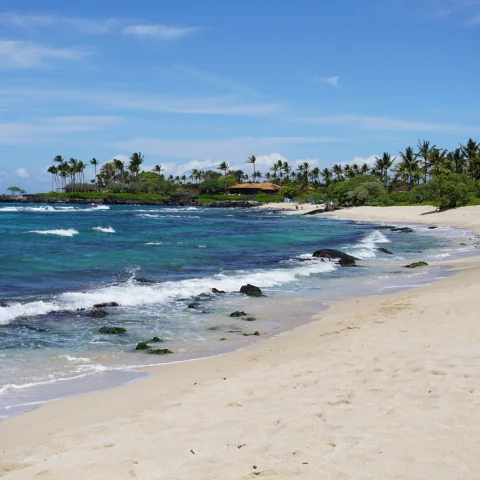 One of the best beaches on the Big Island, with white sand, blue waves and palm trees in the distance.