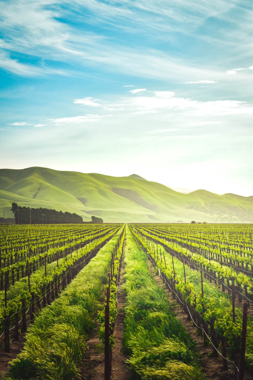 Vineyard in California with mountains at a distance.