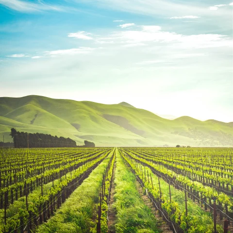 Vineyard in California with mountains at a distance.