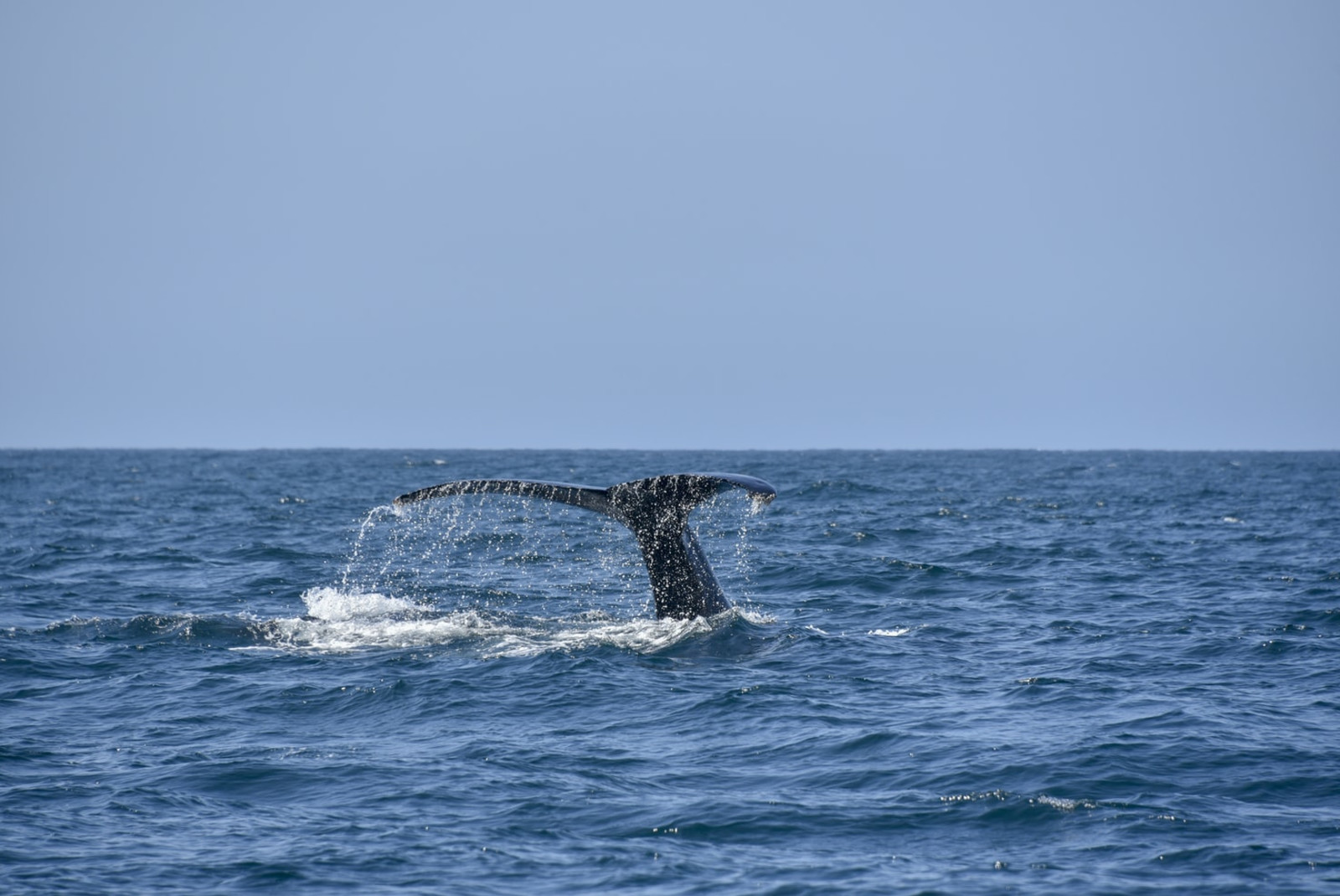 whale watching in Los Cabos, Mexico in a blue ocean 