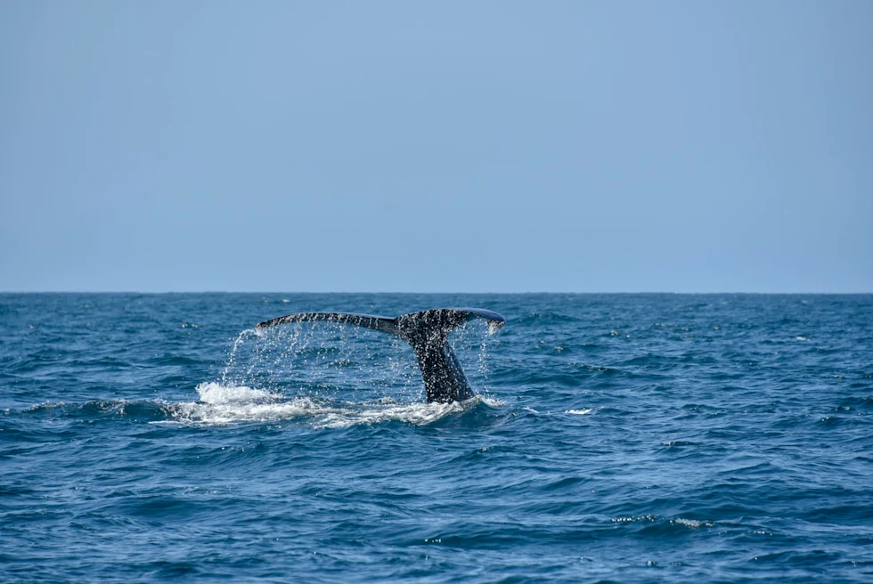 whale watching in Los Cabos, Mexico in a blue ocean