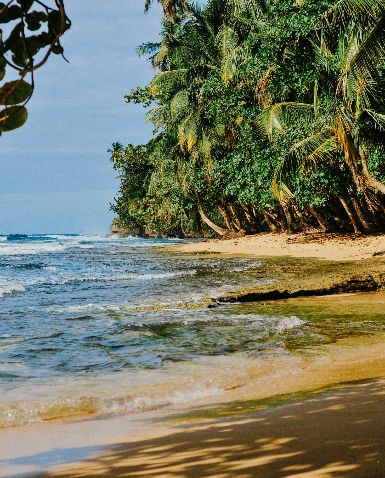 Sandy beach next to the ocean with palm trees during daytime