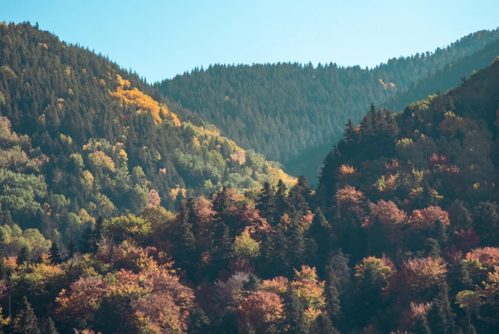 lush mountain scenery on a blue-sky sunny day