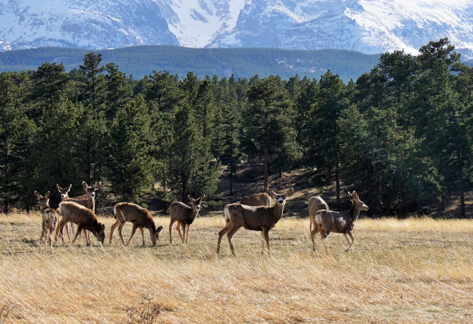 herd of elk stand with mountains in the background during daytime