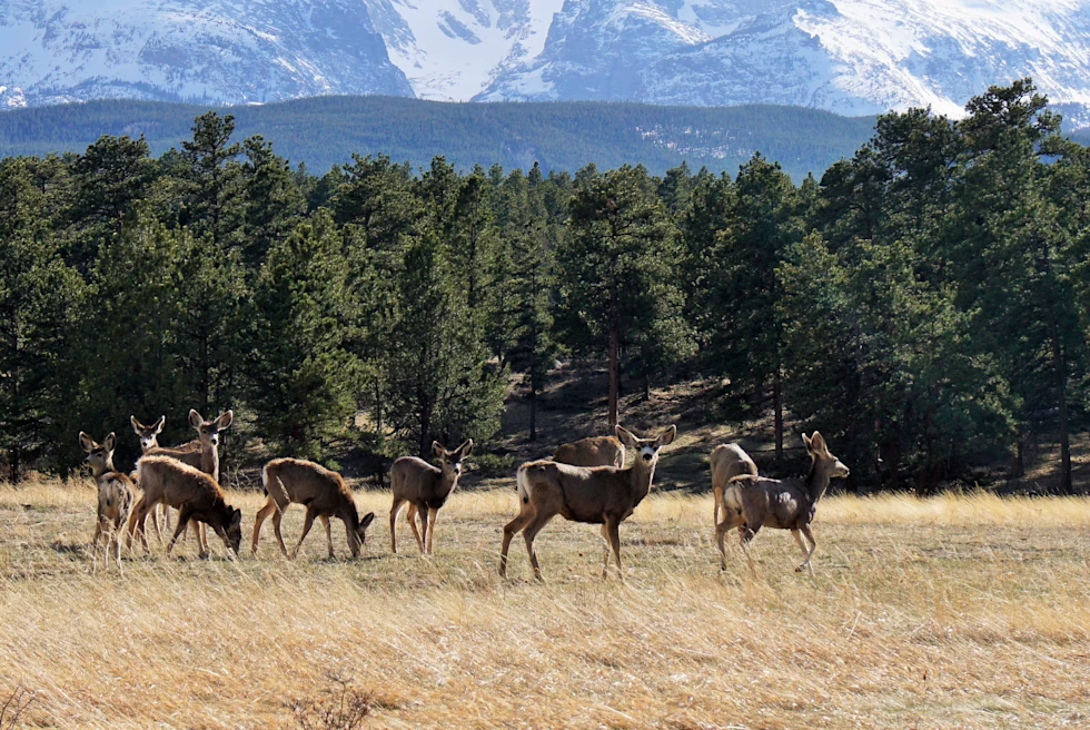 herd of elk stand with mountains in the background during daytime