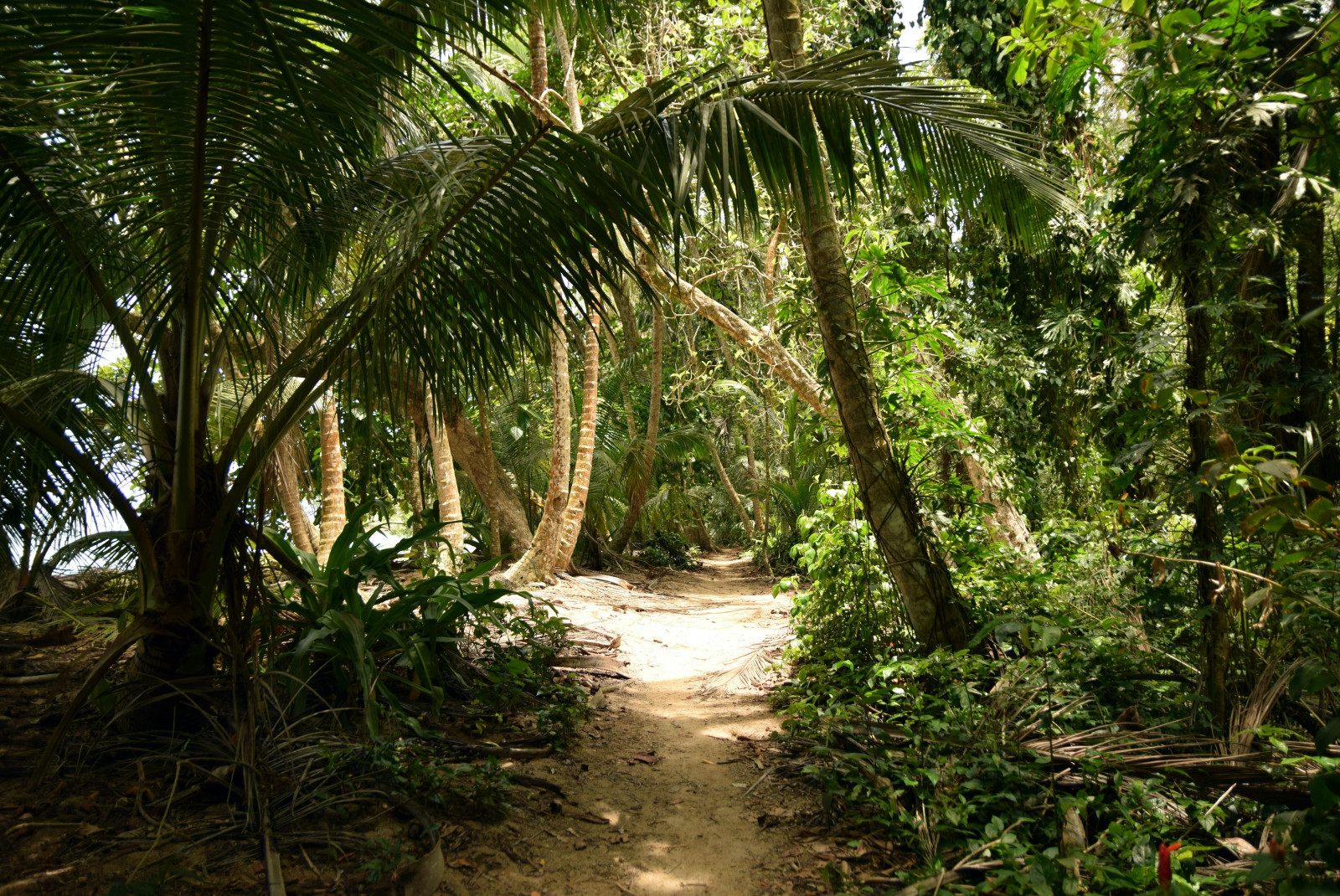 Pathway in the forest surrounded by trees during daytime