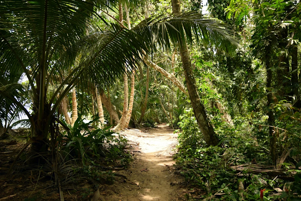 Pathway in the forest surrounded by trees during daytime