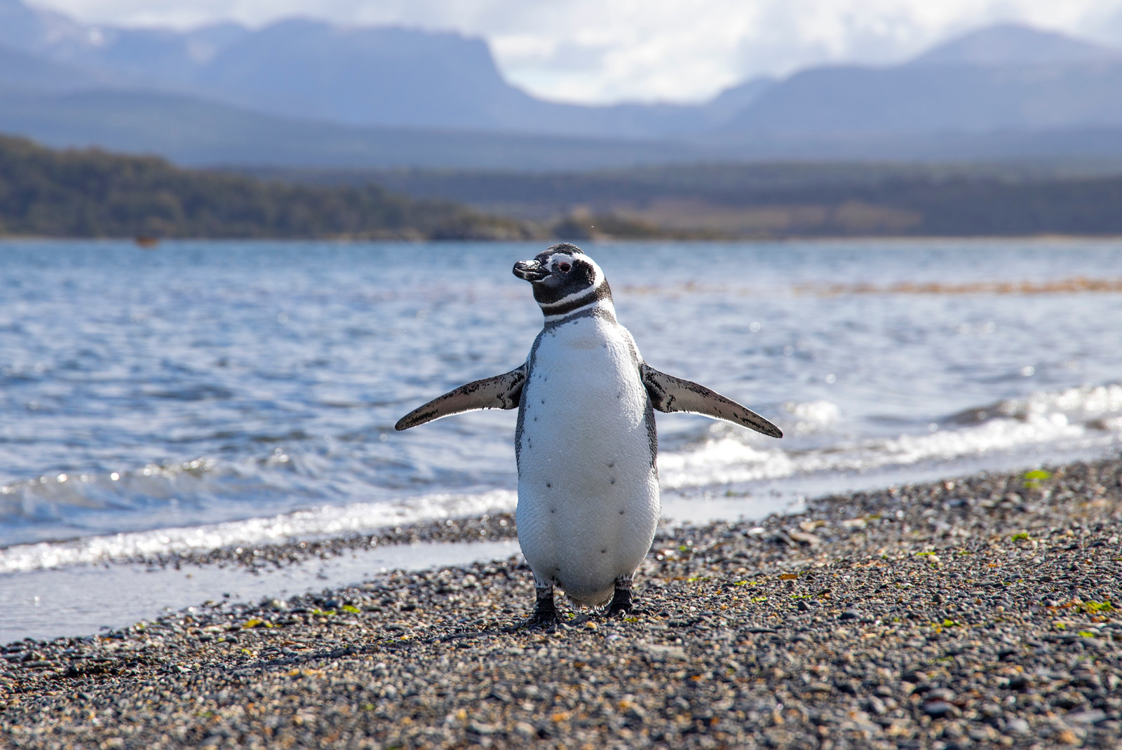 A white and black penguin standing on the rocky shore with shallow blue lake water and mountains behind it on Isla Martillo island in Argentina.